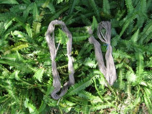 The Yarn in the Neighbor's ferns